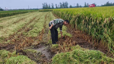 低茬收割源头管控 筑牢秸秆禁烧“第一道防线”