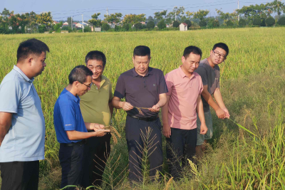 孝感汉川市科协调研助力院士工作站筹建 绿色营养超级稻示范田获专家点赞