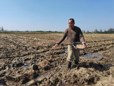 分水镇：抢抓“黄金期” 1.2万多亩油菜播种忙