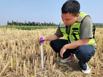 分水镇：推广低茬收割，筑牢秸秆禁烧防线