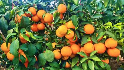 刘家隔镇：甜蜜产业“橙”风起航