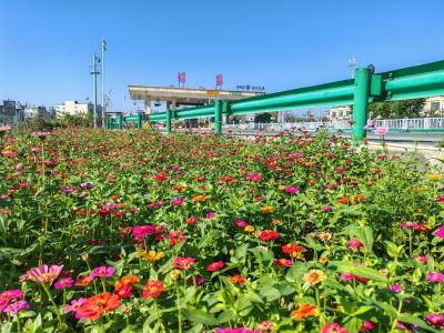 百米花海盛放  高速口变身“司乘花园”