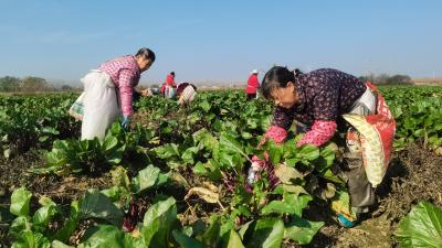 分水镇：变“闲”为宝 特色种植激活产业新动能