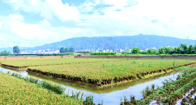 抢抓农时推进“蟹塘改稻田” 为补充耕地注入新活力