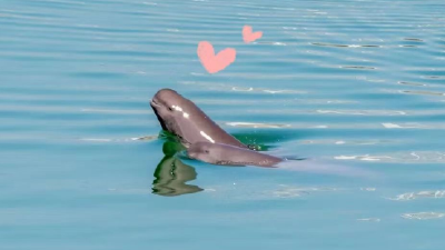 江豚逐浪好风景——“微笑天使”见证宜昌人与自然和谐共生