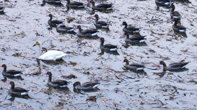 【视频】生态画卷引客来 摄影名家汈汊湖畔定格“小天鹅之舞”
