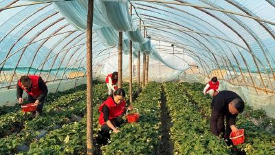 汉川烟草在行动：助农采摘暖人心，志愿服务助增收