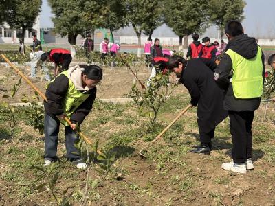 全员出动！脉旺中学373名学生用双手守护校园橙子树