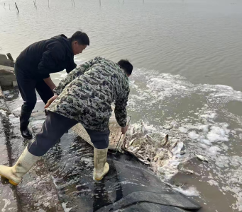 汈汊湖养殖场开展增殖放流活动 数十万鱼苗游入碧波