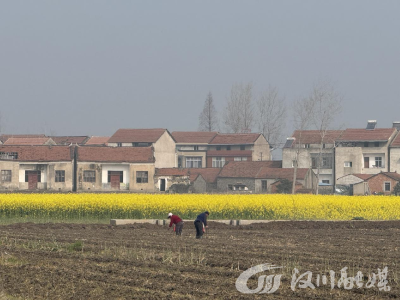 马踏沃土勤耕耘 分水田间春意浓