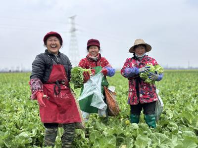 汉川市脉旺镇：白菜苔迎来丰收季，轮作模式助农“两头甜”