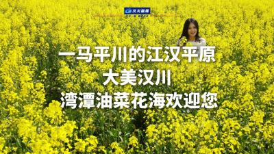 视频 | 一马平川的江汉平原 春日里的大美汉川 湾潭万亩油菜花海欢迎您