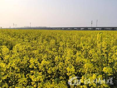 分水镇：1.2万余亩油菜花织锦绣 清廉村湾兆丰年