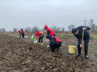 荸荠丰收劳力缺 “志愿红”田间助农忙