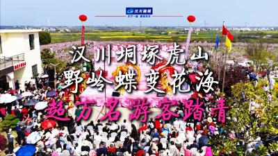 视频 | 湖北汉川垌塚虎山 野岭蝶变花海 超万名游客踏青