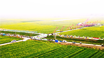 【视频】西江万亩油菜花海竞相绽放 高标准农田变“网红景区”