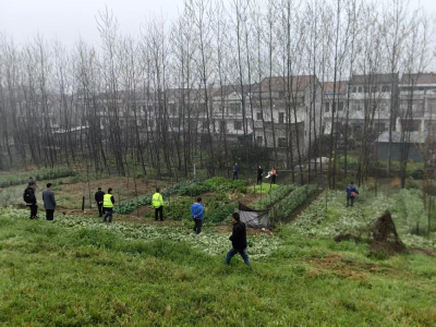 沉湖镇开展汉江干堤违章种植集中整治行动