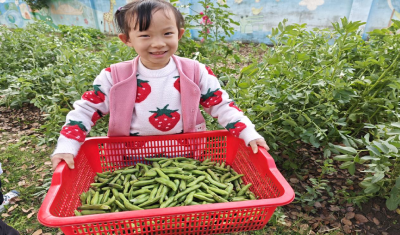 从一粒种子到一篮收获  ——新堰镇中心幼儿园蚕豆种植园本课程纪实