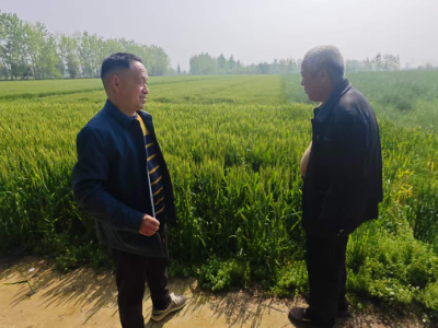 小麦正当“管”，干部到田头——中洲农场护航夏粮丰收