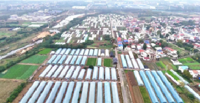 从一筐菜到一条链！孝昌蔬菜产业“链”上起舞