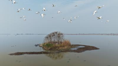 湖北汉川：湿地精灵报到！万鸟归巢来汈汊湖安新家