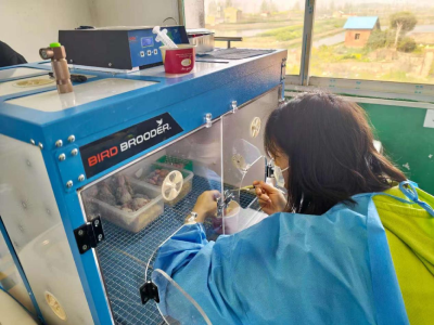 鹦鹉“鸣”响振兴曲！刘家隔镇闲置校园变身“致富鸟园”