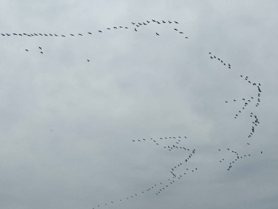 守护生态飞羽 共筑绿色高速