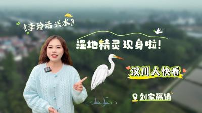 视频 | 【李玲话兴水】汉川人快看！湿地里的“白精灵”现身啦！