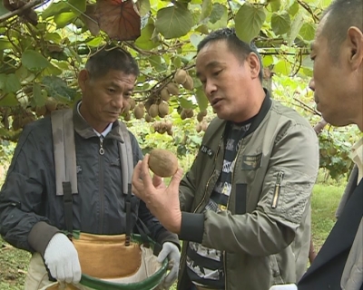 官塘驿镇大力发展猕猴桃产业 带动村民增收
