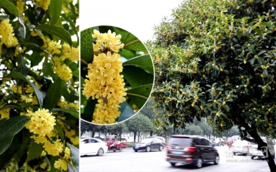 赤壁喜迎桂花开 迟来桂香更撩人