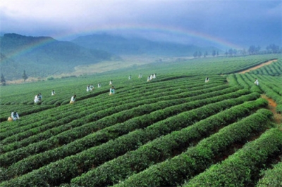 赤壁茶产业发展风生水起 去年茶产业链产值32亿