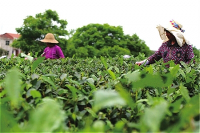 茶叶基地建设步入“快”车道 绿色产业扶贫有了“硬”支撑