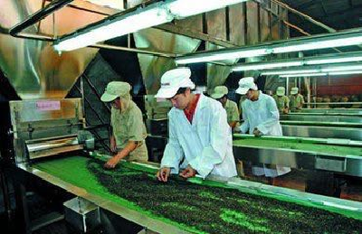 26家茶企实行杀青环节煤改电，改出意外好品质——青砖茶演绎降成本大戏