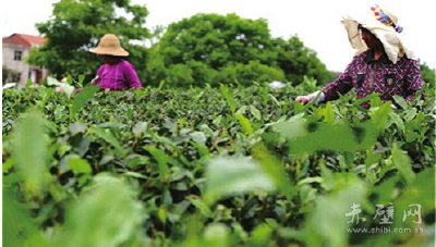 赤壁市绿色产业夯实扶贫根基 壮大茶产业规模