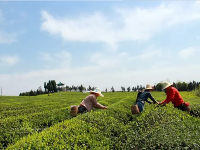 大好春光走出家门 徒步茶道品春茶