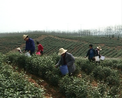 赤壁市新建茶园今春优质新茶抢鲜上市