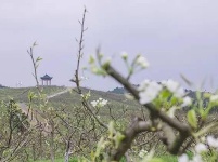 余家桥乡：桃花梨花争相艳 引得游人寻香来