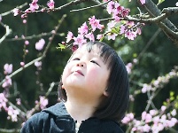 余家桥乡：桃花梨花争相艳 引得游人寻香来