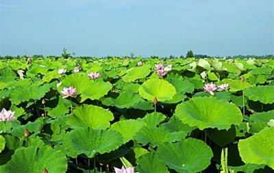 黄盖湖农场职代会推出“田改”新政