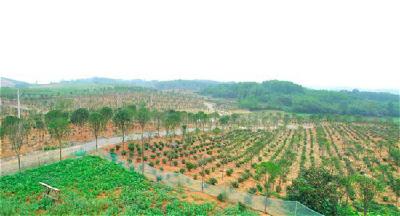 赤壁市积极推进绿满赤壁行动 提高森林覆盖率