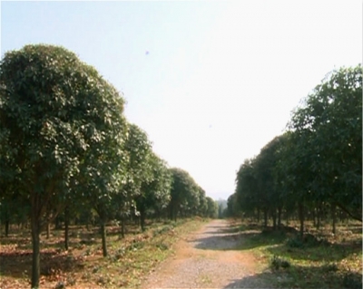 “苗木大王”李海堂：瞄准苗木产业助力群众脱贫致富