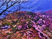 春踏葛仙山 恋上樱花海