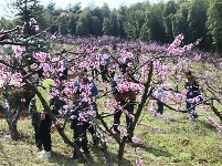 余家桥乡：桃花梨花争相艳 引得游人寻香来