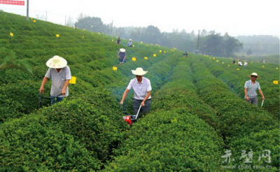 赤壁茶产业步入快车道 贫困户土地入股参与分红