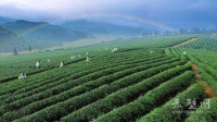 赤壁茶企抱团闯海外市场 8万亩茶园达国际化标准