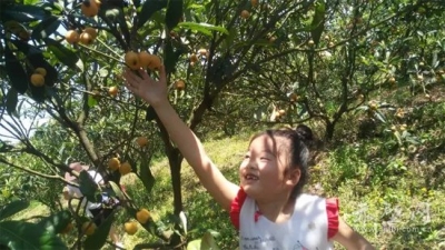茶庵峡山的枇杷正熟 树上果儿等你摘