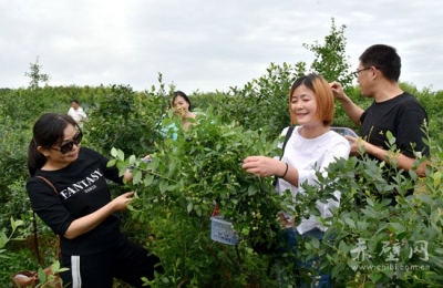 蓝蓝的天下蓝莓香