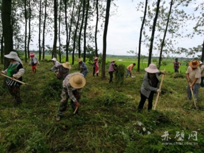 柳山大堤严格除草清障确保安全度汛