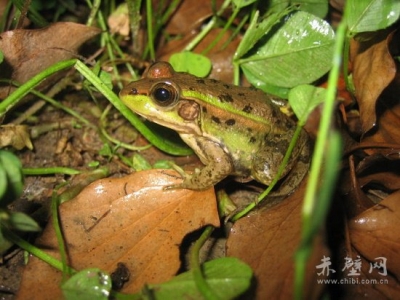 赤壁一男子非法出售野生黑斑蛙 遭林业部门处罚