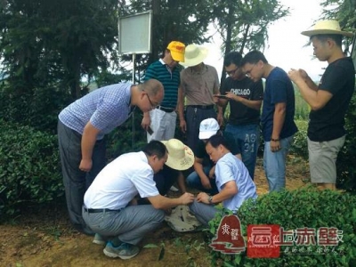 赤壁引进茶化肥农药减施增效技术 春夏茶增产30%